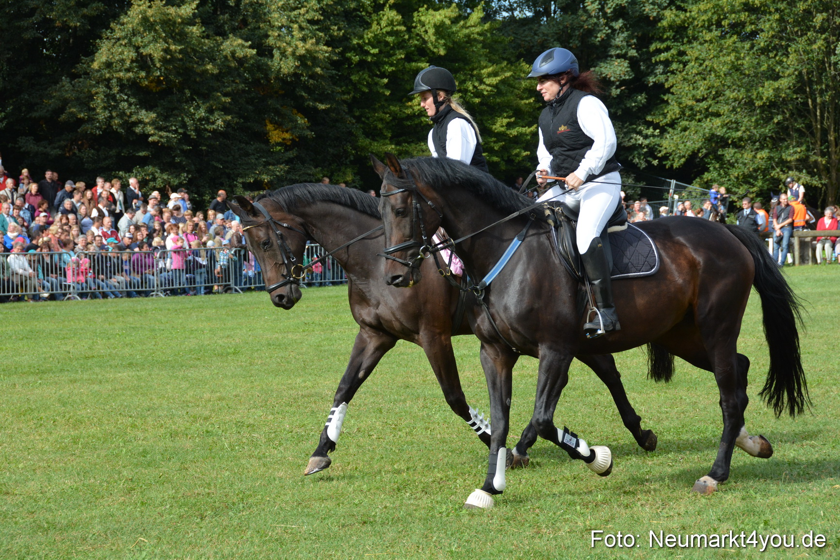 Pferde und Fohlenschau 2016 0135