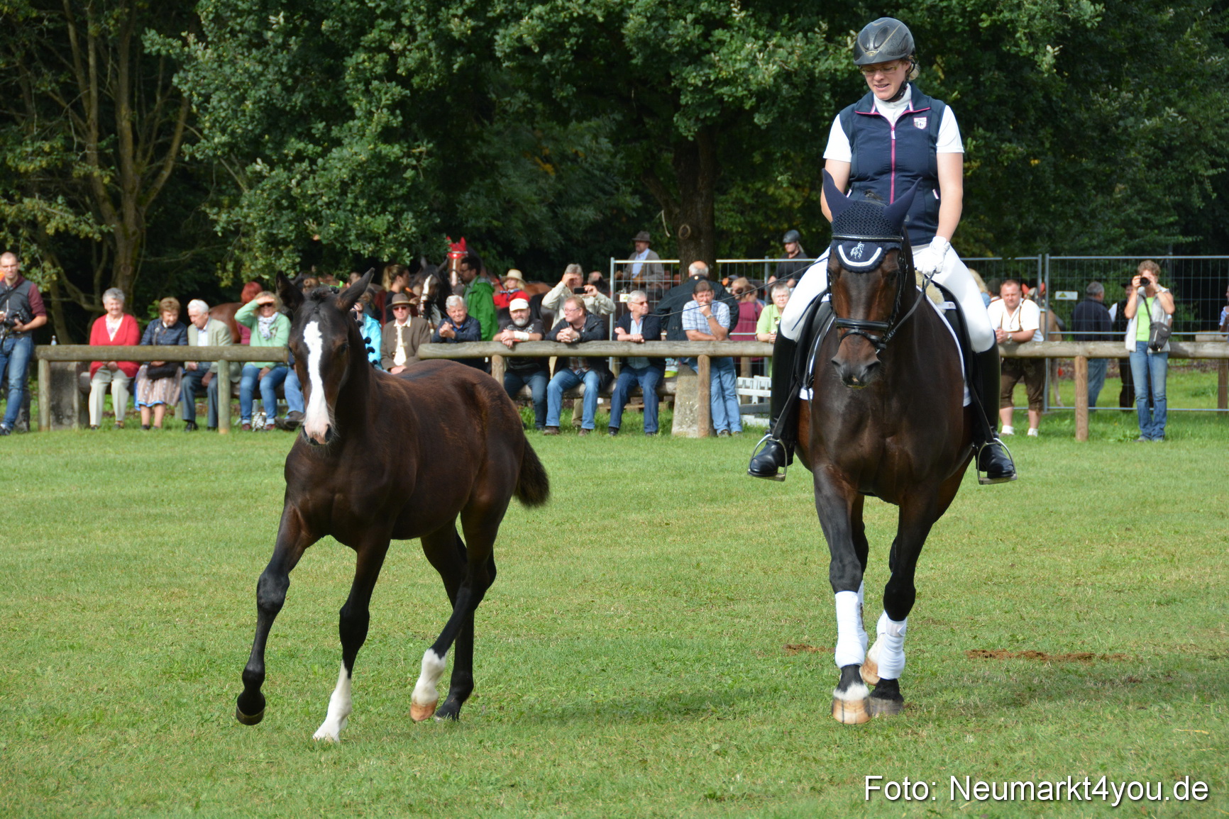 Pferde und Fohlenschau 2016 0138