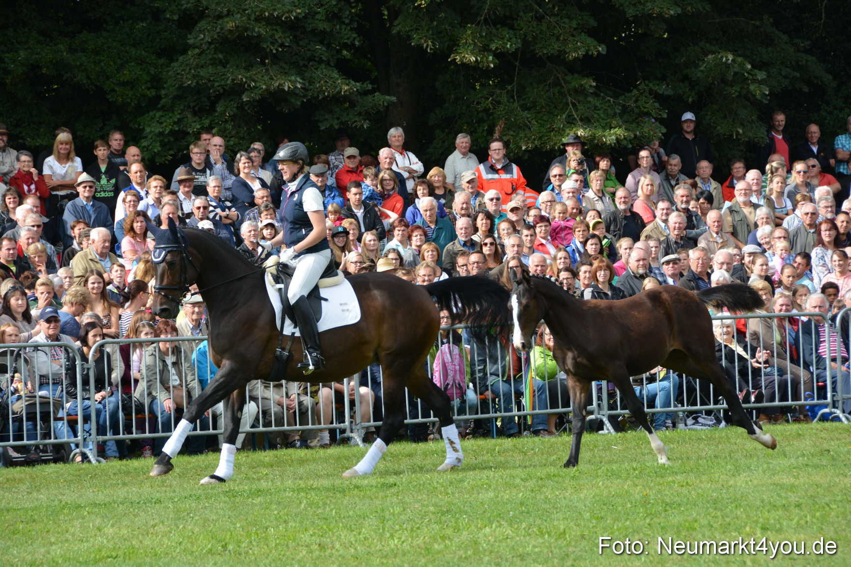 Pferde und Fohlenschau 2016 0139