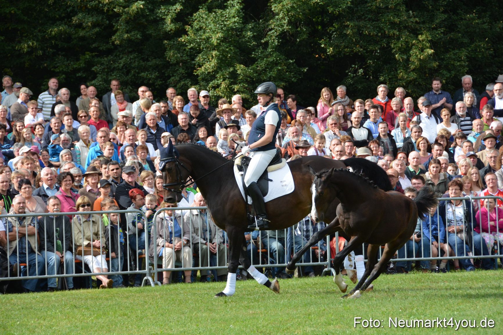 Pferde und Fohlenschau 2016 0140