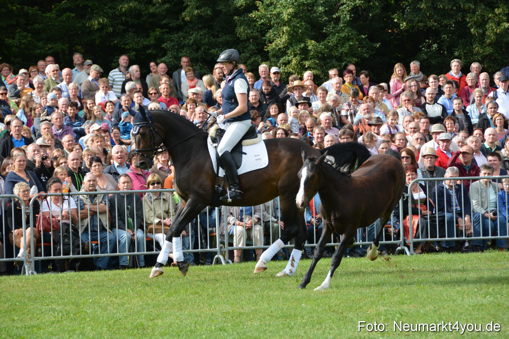 Pferde und Fohlenschau 2016 0141