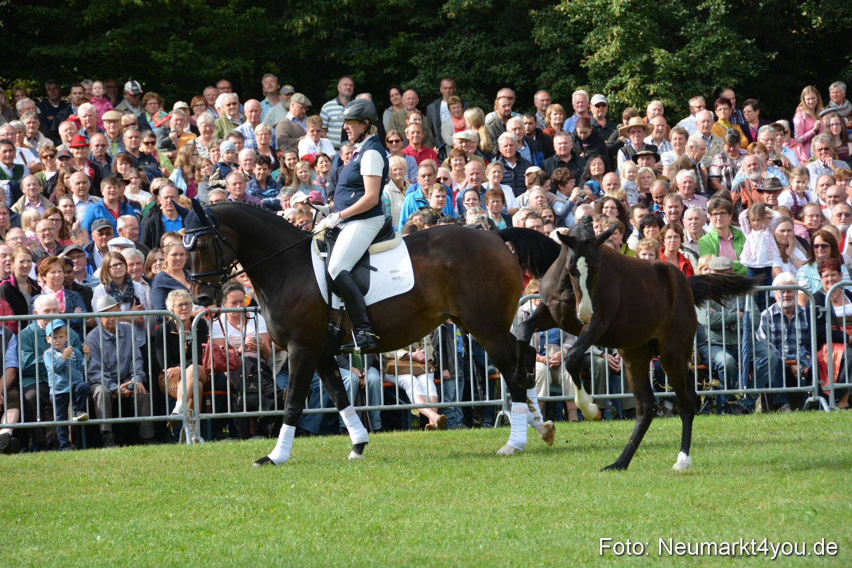 Pferde und Fohlenschau 2016 0142