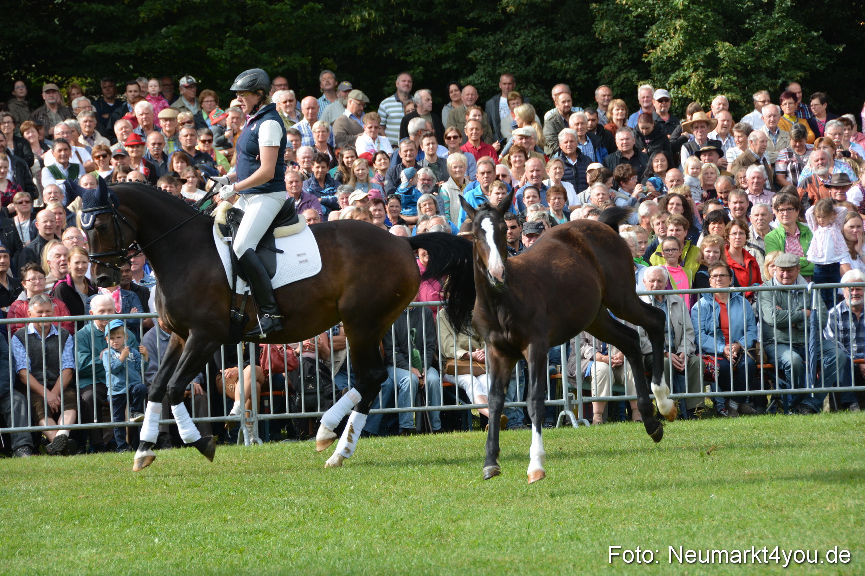 Pferde und Fohlenschau 2016 0143