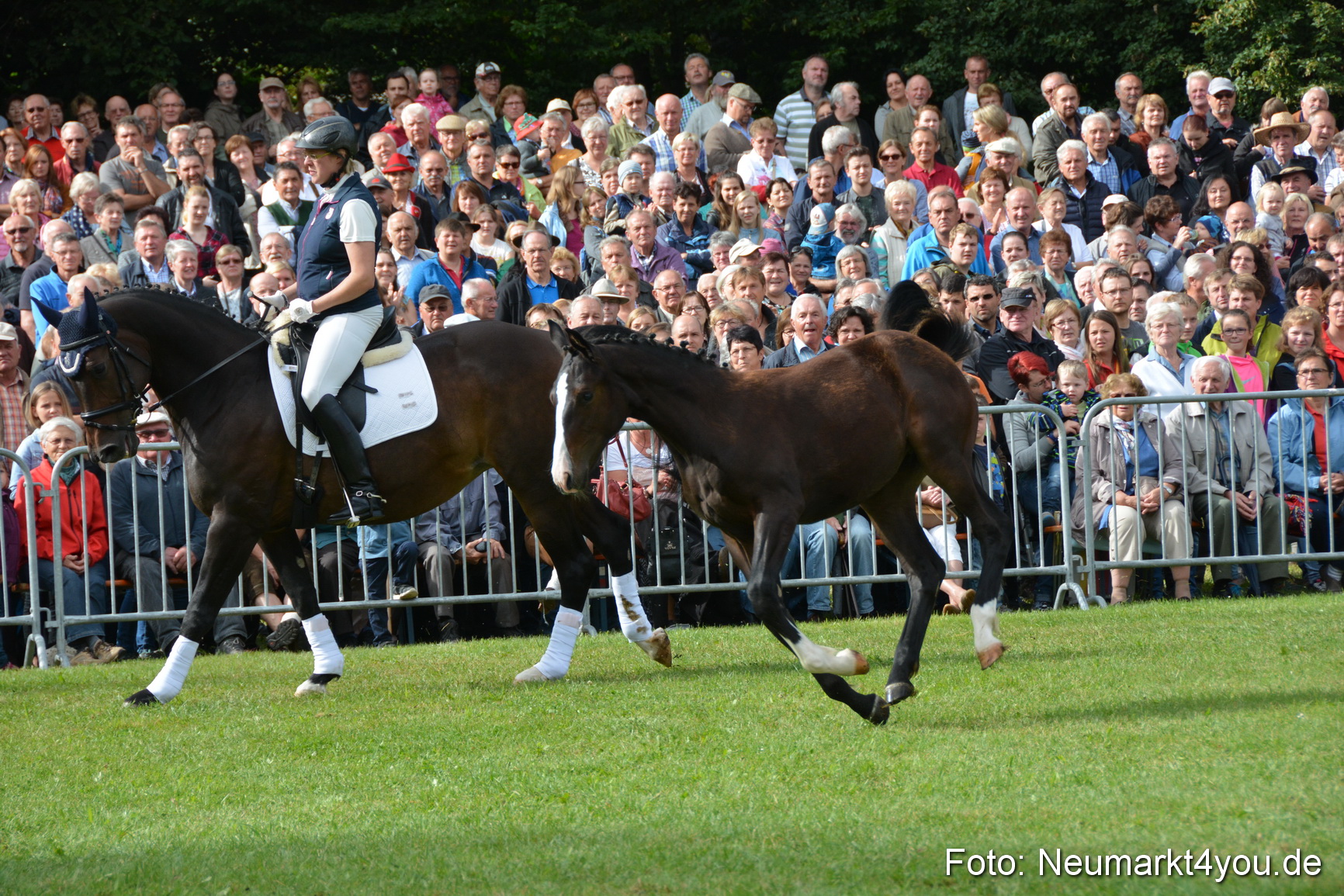Pferde und Fohlenschau 2016 0144