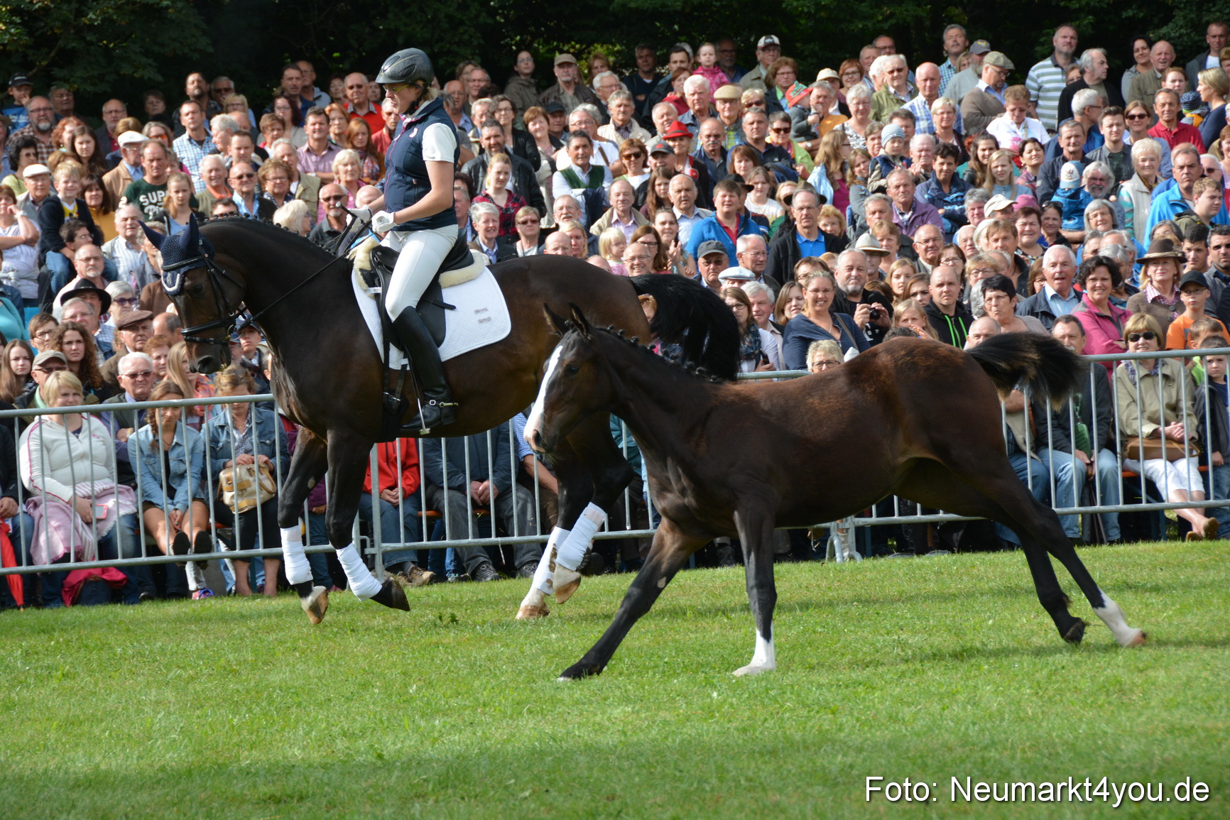 Pferde und Fohlenschau 2016 0145