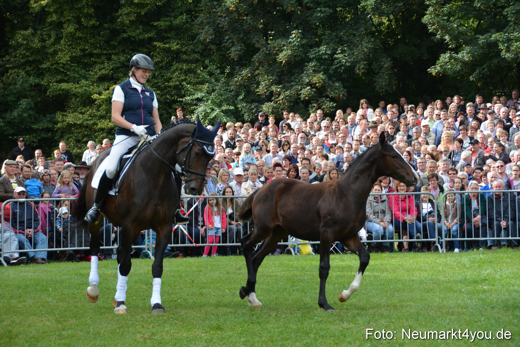 Pferde und Fohlenschau 2016 0146