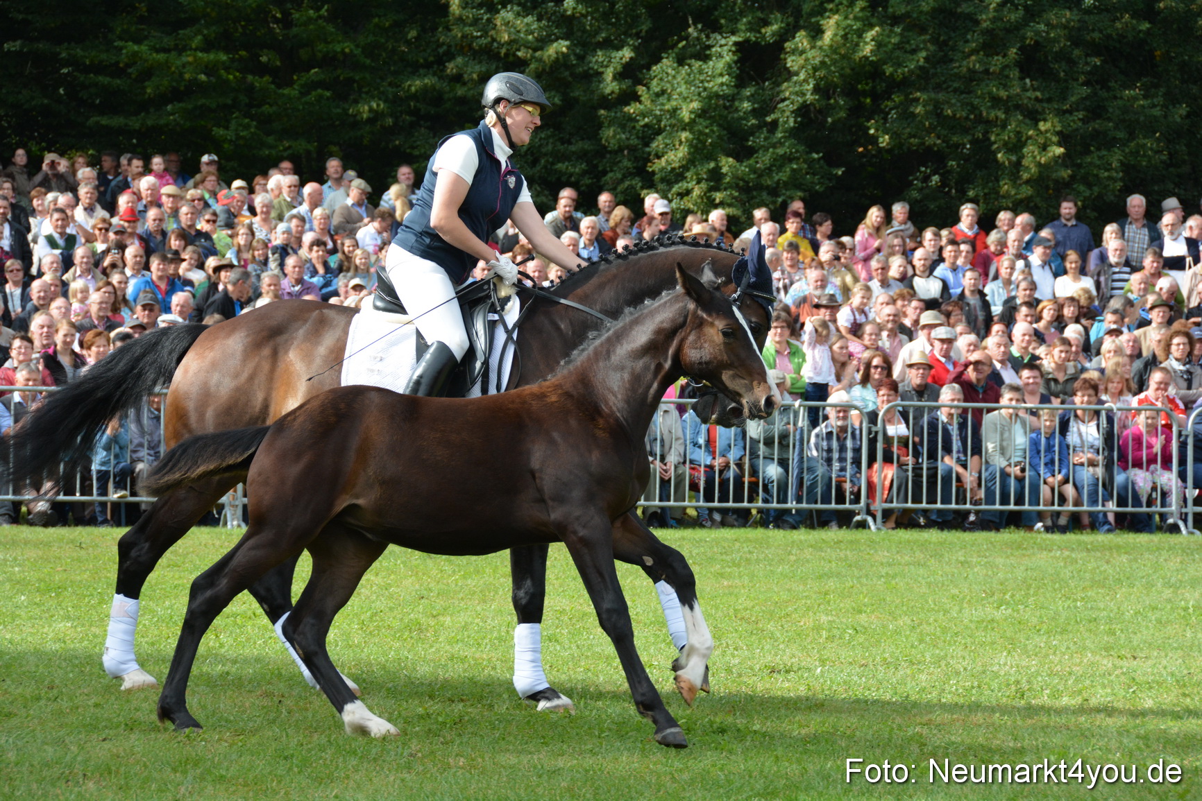 Pferde und Fohlenschau 2016 0147