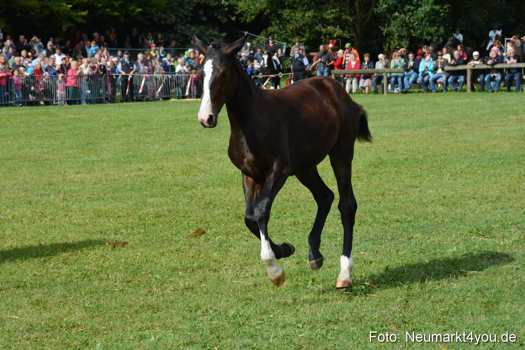 Pferde und Fohlenschau 2016 0149