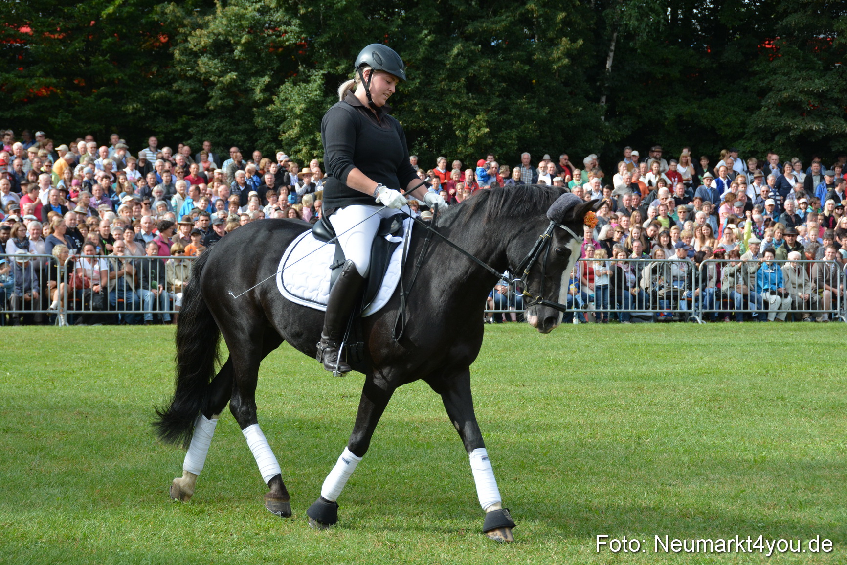 Pferde und Fohlenschau 2016 0150
