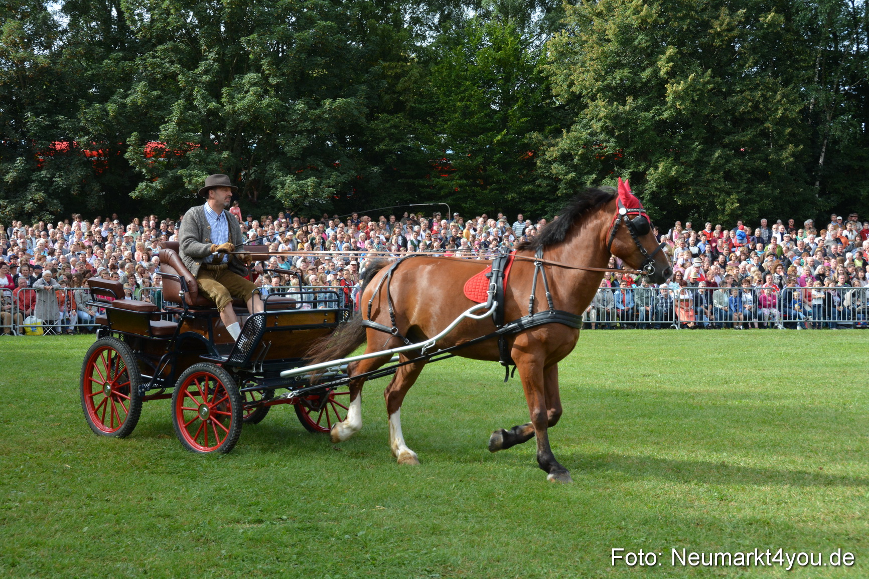 Pferde und Fohlenschau 2016 0151