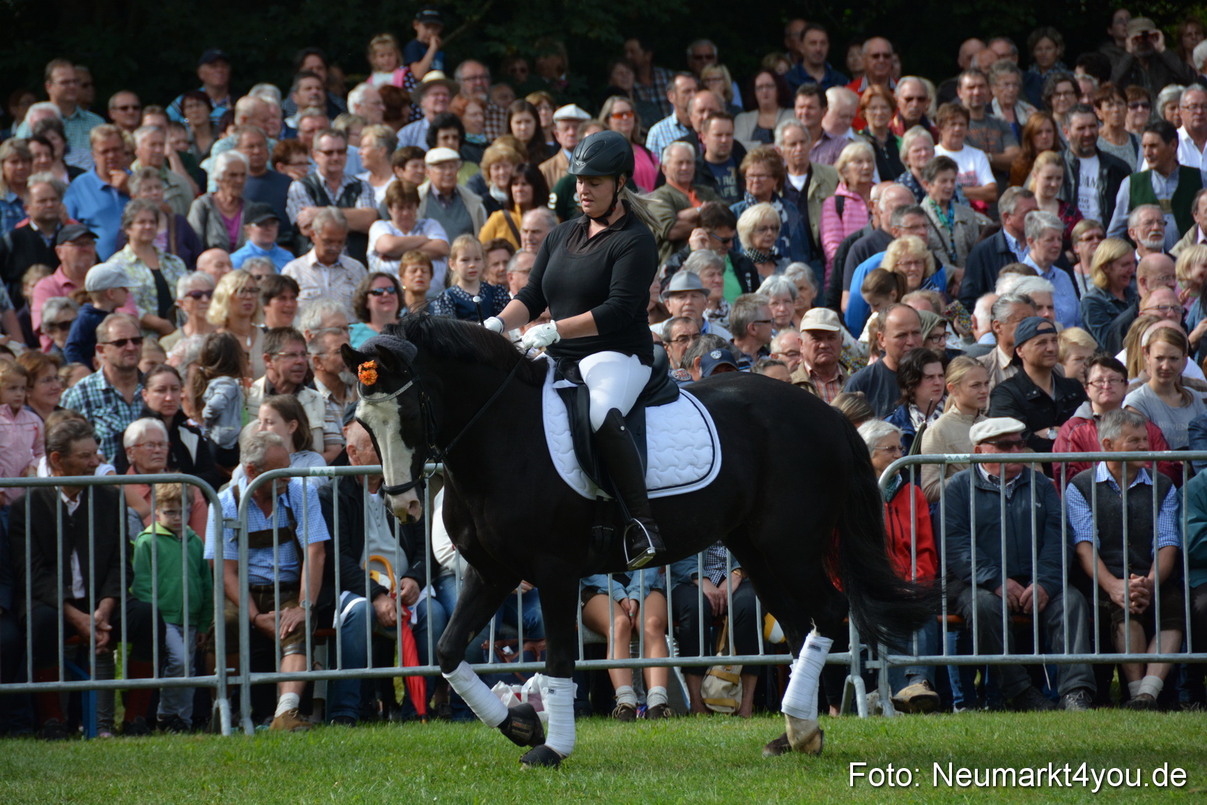 Pferde und Fohlenschau 2016 0154