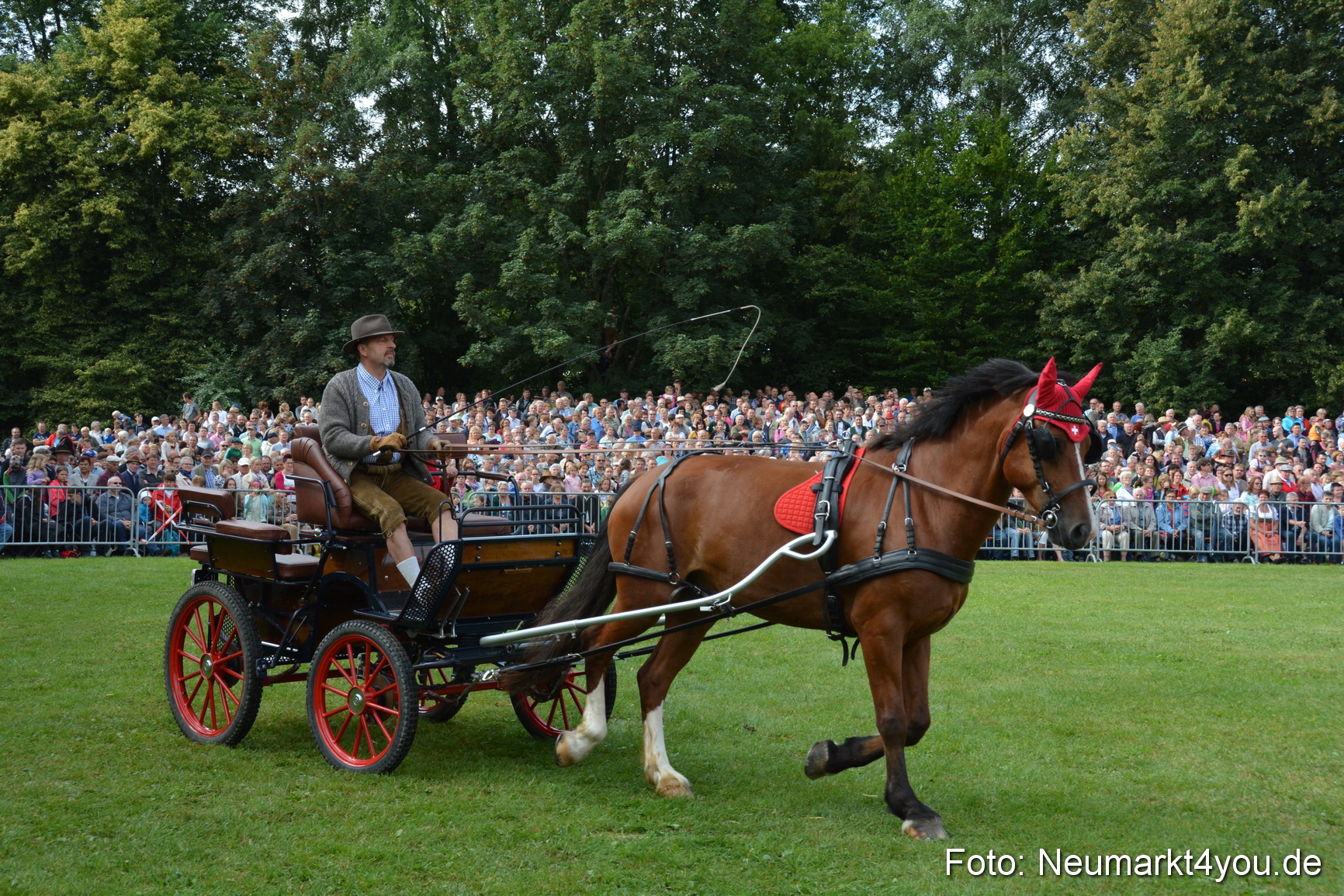 Pferde und Fohlenschau 2016 0155