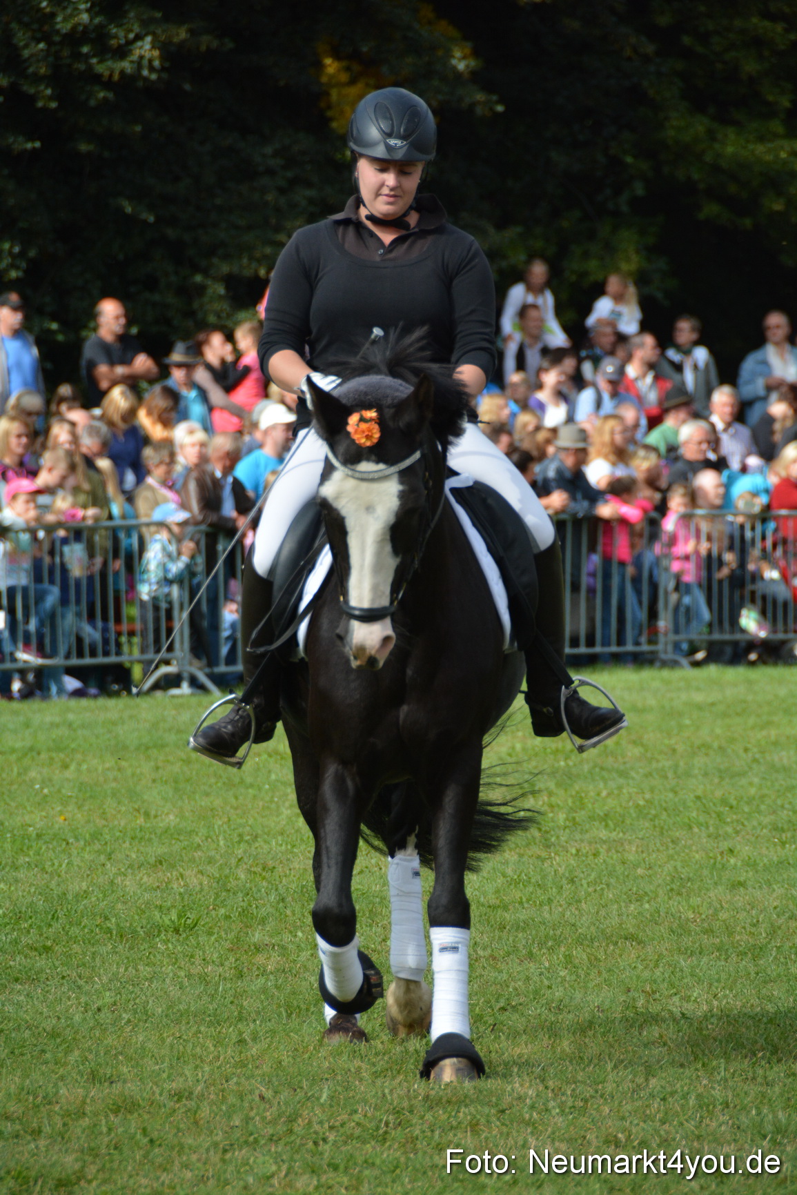 Pferde und Fohlenschau 2016 0156