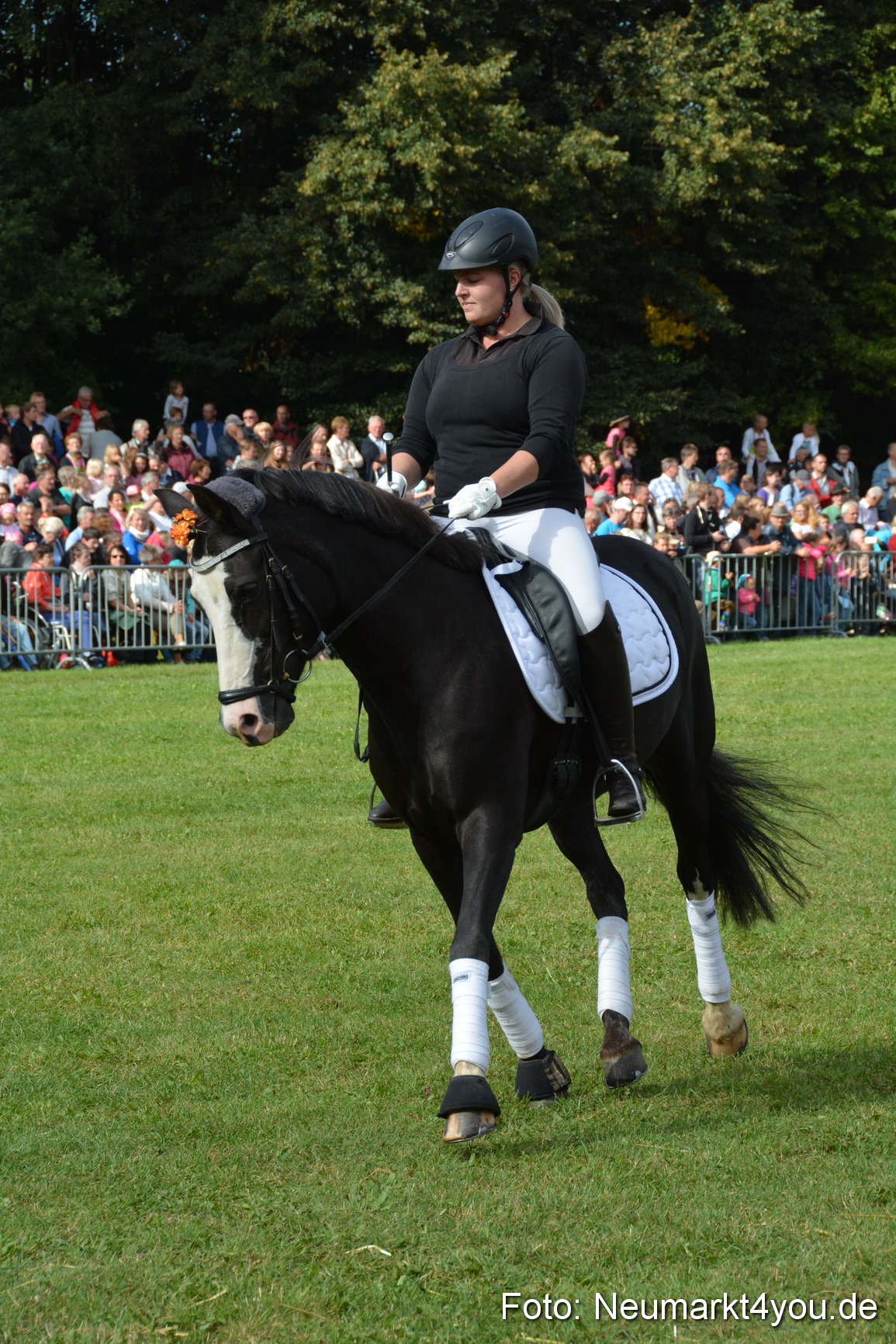 Pferde und Fohlenschau 2016 0157