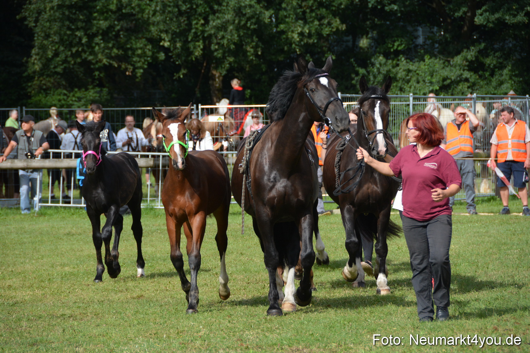 Pferde und Fohlenschau 2016 0159