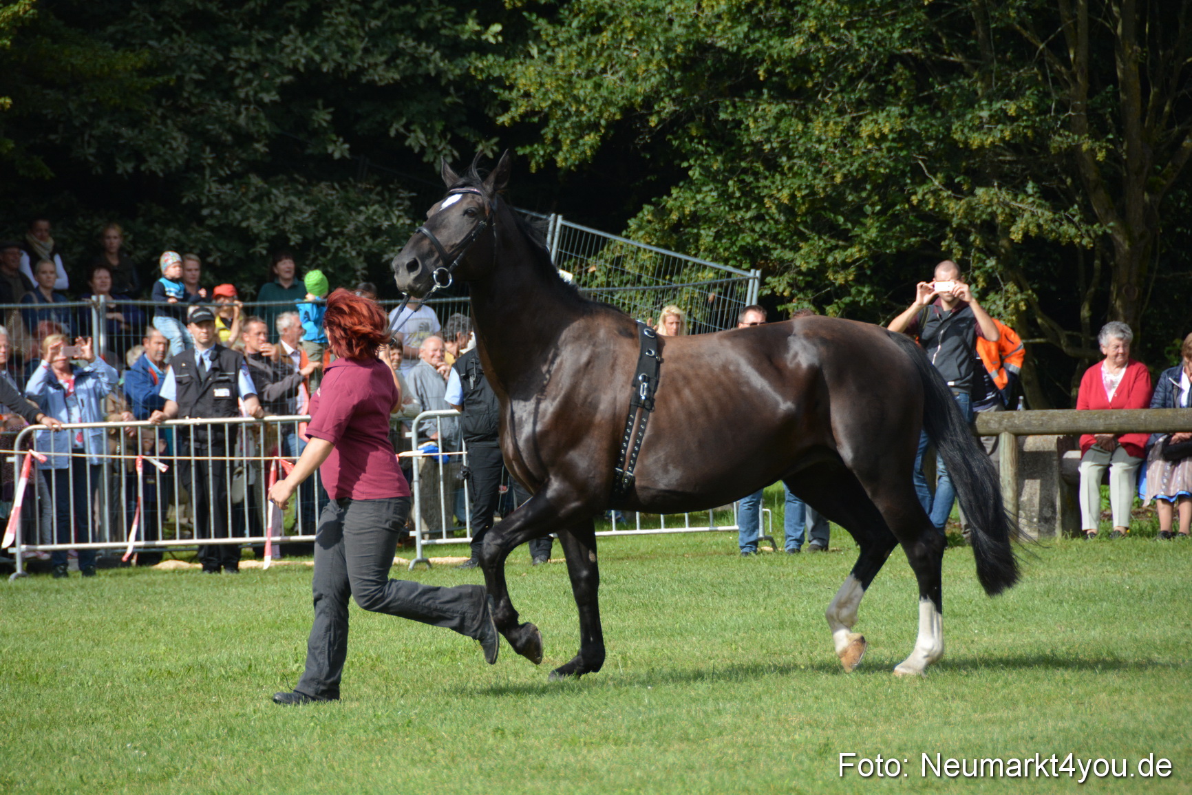 Pferde und Fohlenschau 2016 0160