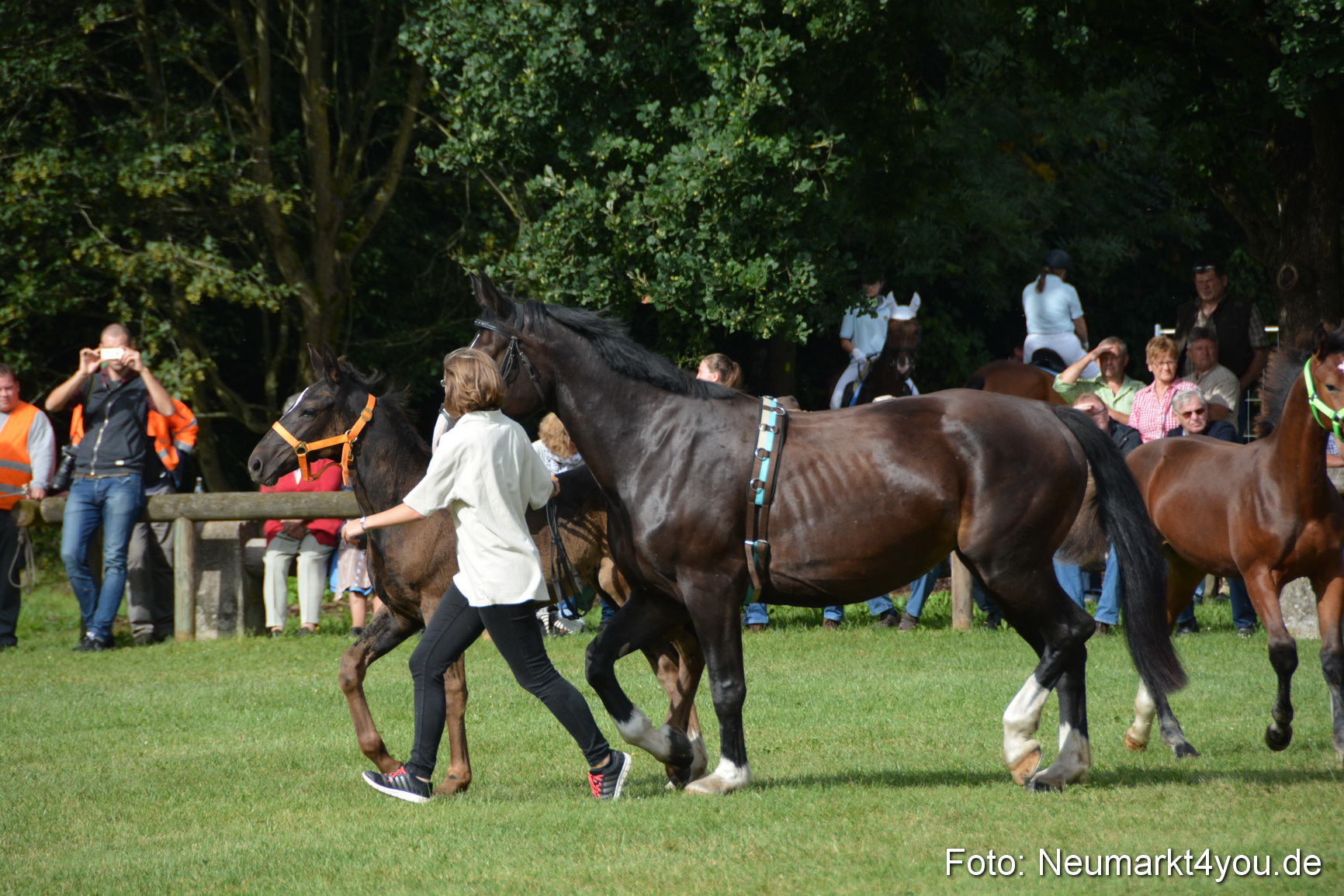 Pferde und Fohlenschau 2016 0161
