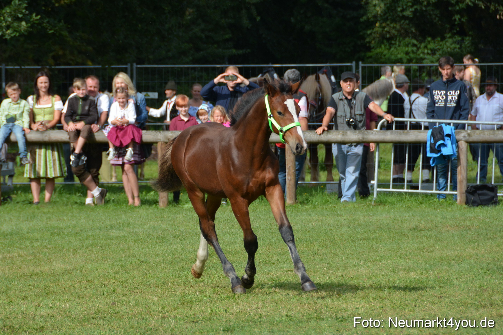 Pferde und Fohlenschau 2016 0162