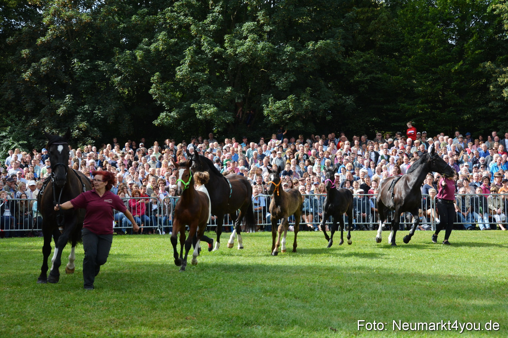 Pferde und Fohlenschau 2016 0163