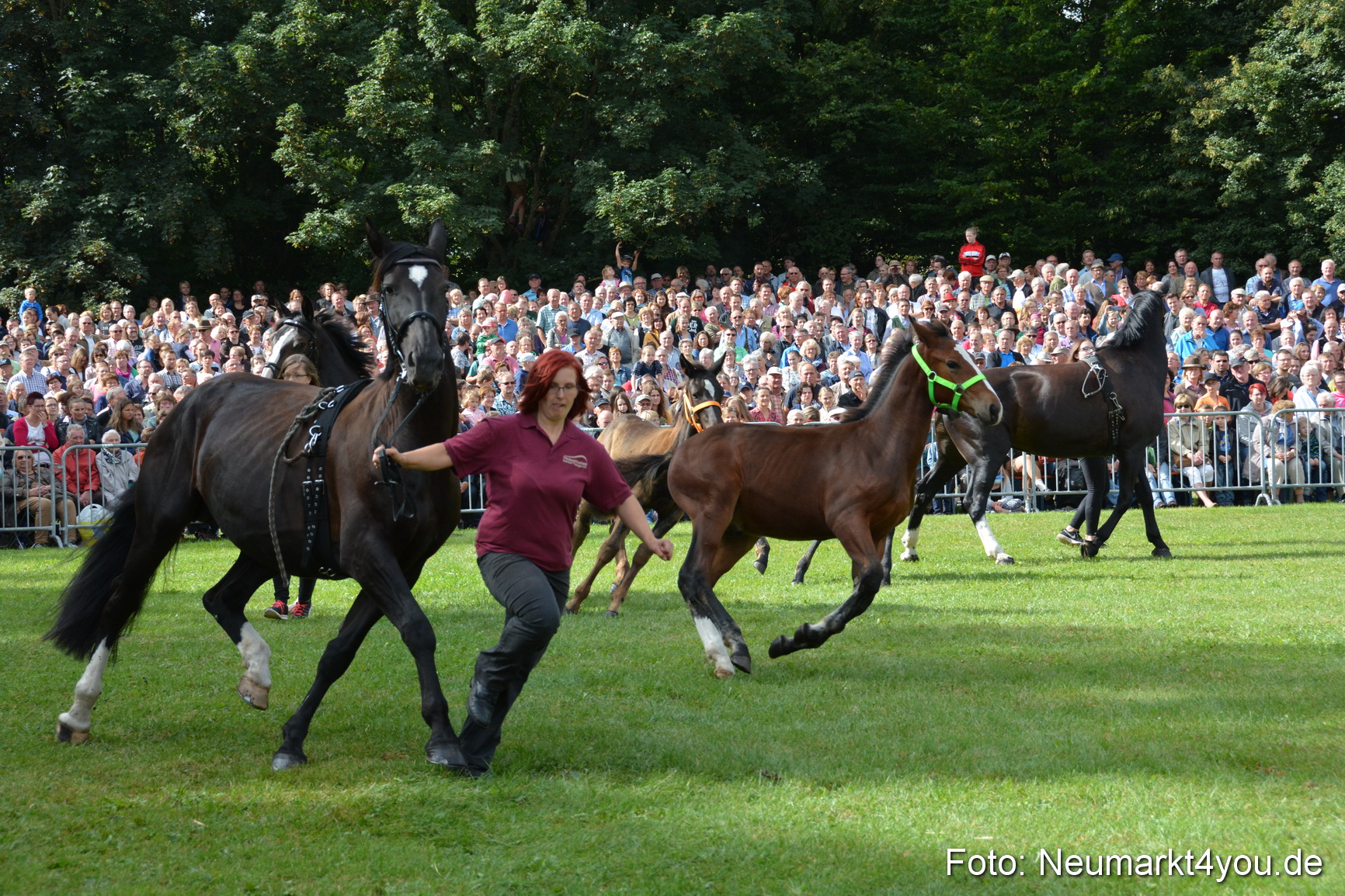 Pferde und Fohlenschau 2016 0164