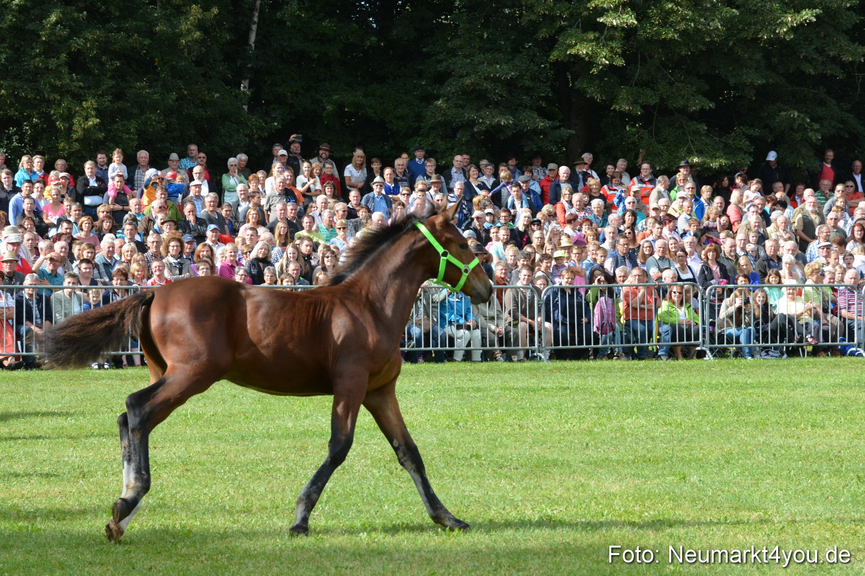 Pferde und Fohlenschau 2016 0165