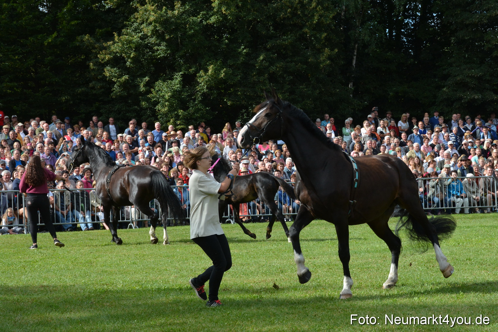 Pferde und Fohlenschau 2016 0166