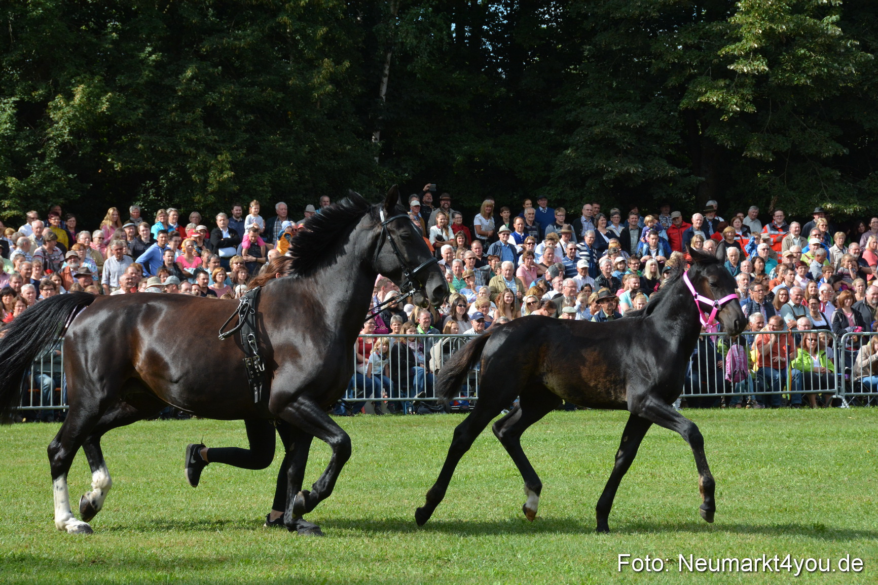 Pferde und Fohlenschau 2016 0167