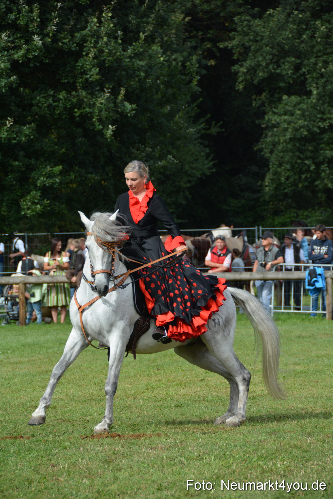 Pferde und Fohlenschau 2016 0189