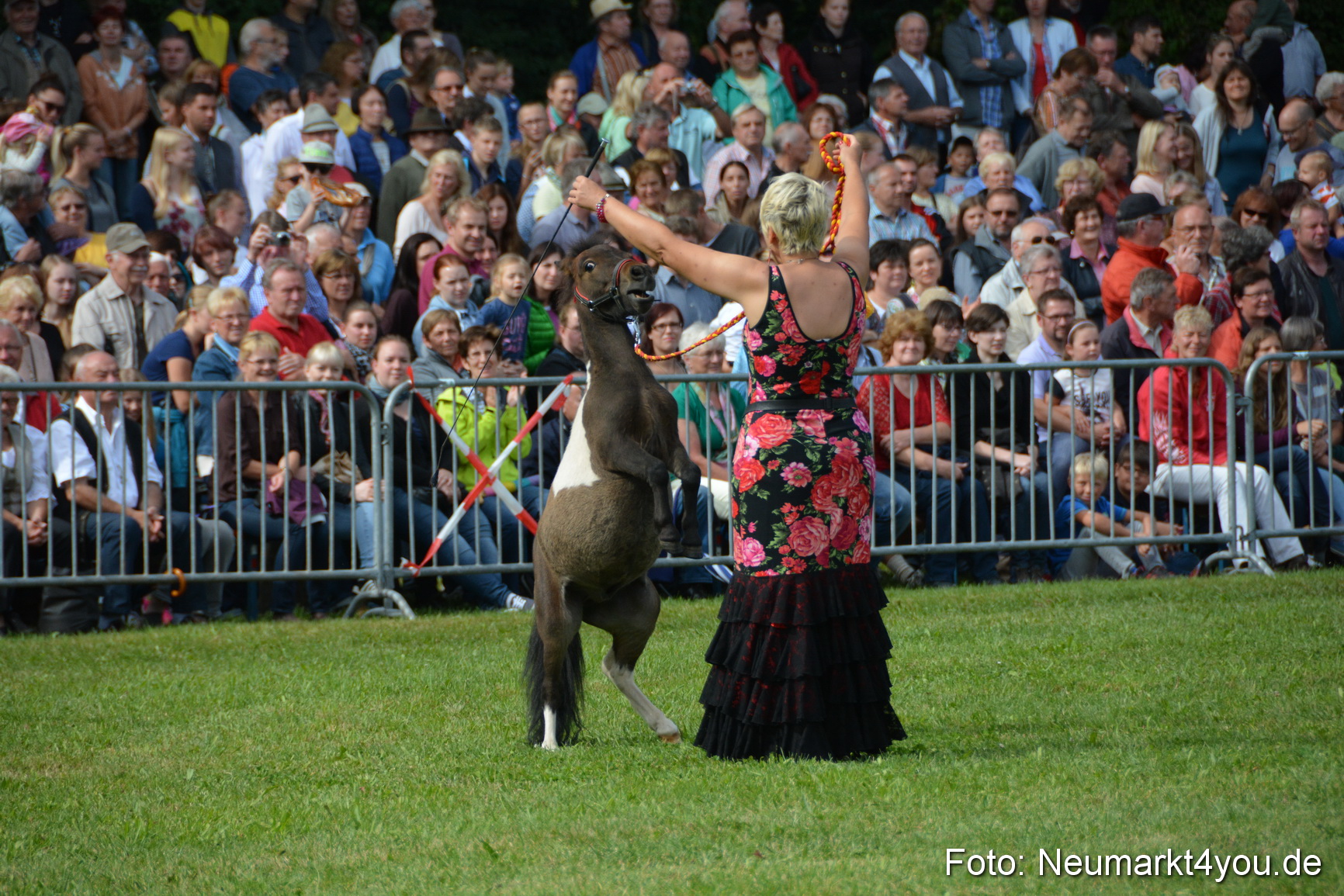 Pferde und Fohlenschau 2016 0202