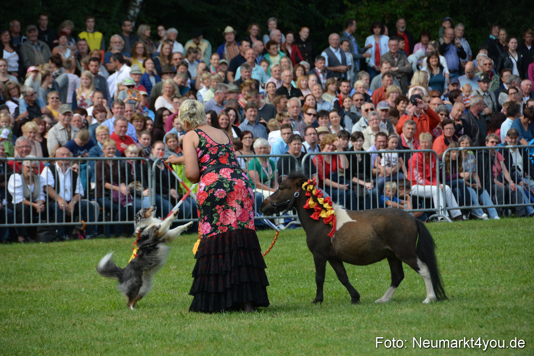 Pferde und Fohlenschau 2016 0203
