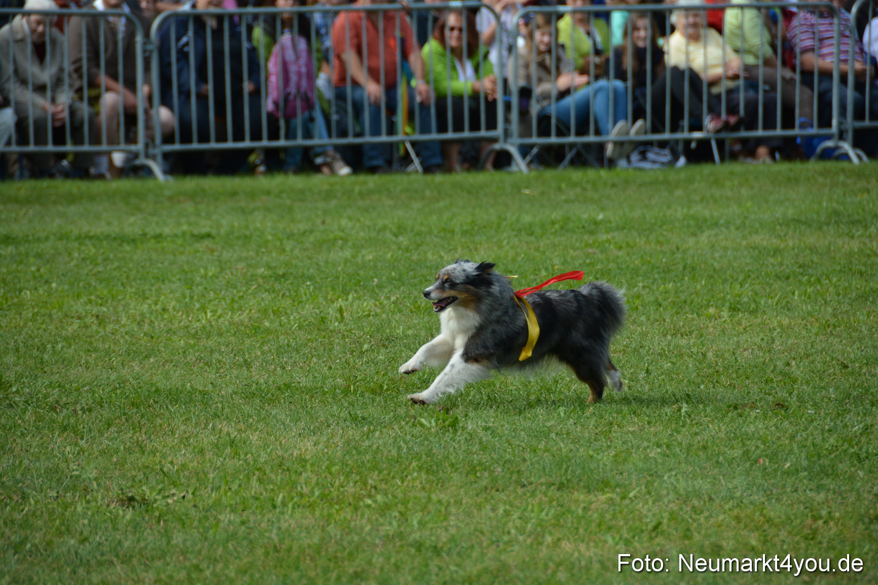 Pferde und Fohlenschau 2016 0204