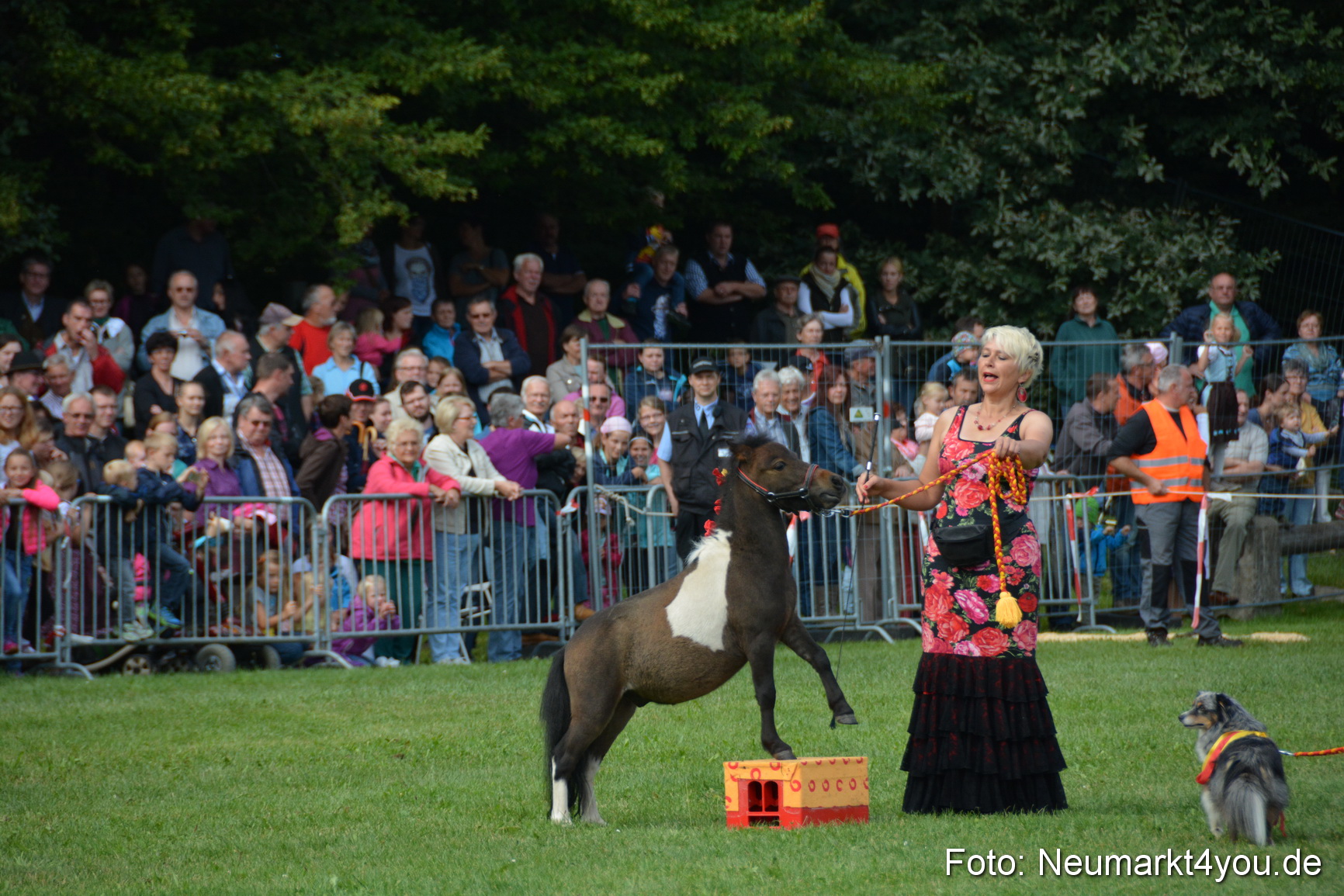 Pferde und Fohlenschau 2016 0206