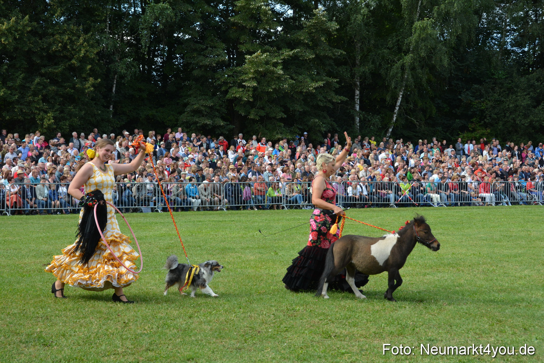 Pferde und Fohlenschau 2016 0208