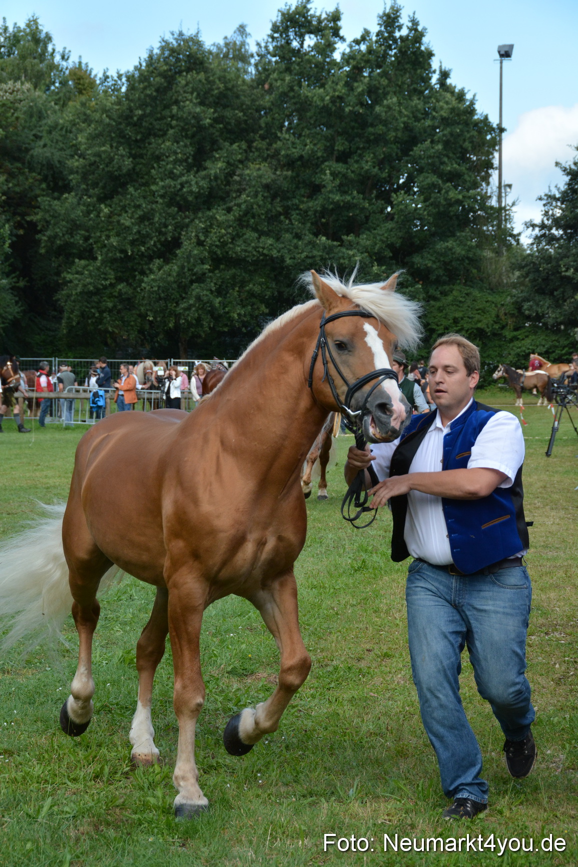 Pferde und Fohlenschau 2016 0214