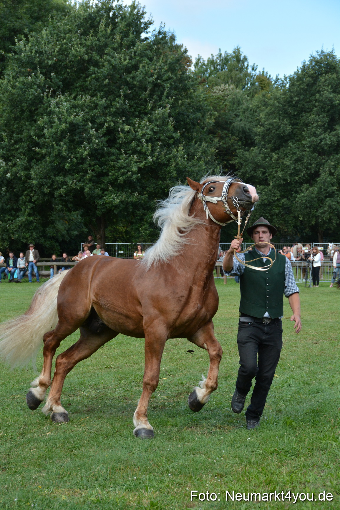 Pferde und Fohlenschau 2016 0215