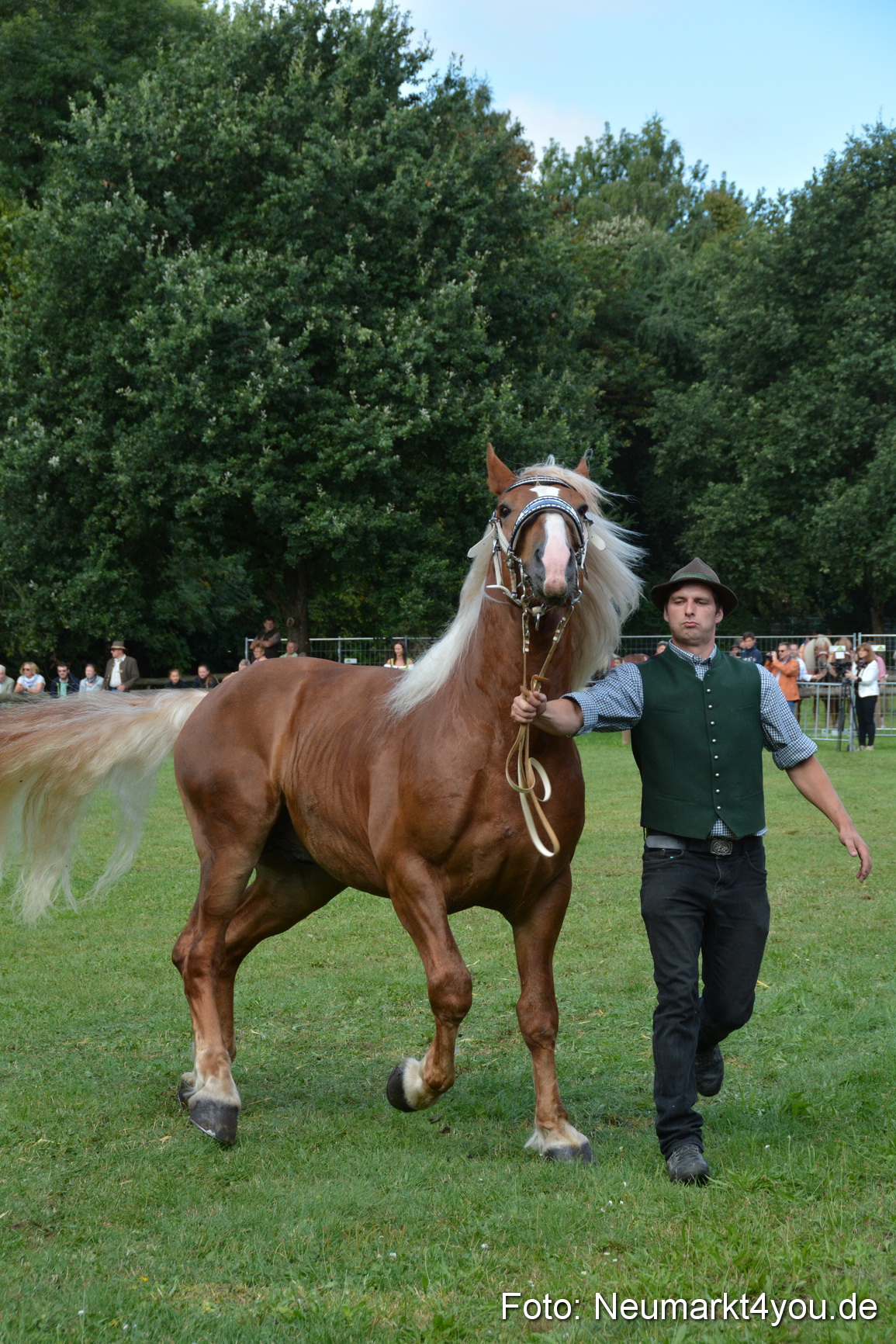 Pferde und Fohlenschau 2016 0216