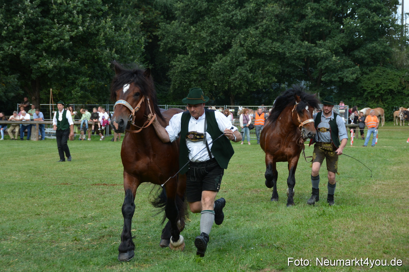 Pferde und Fohlenschau 2016 0218