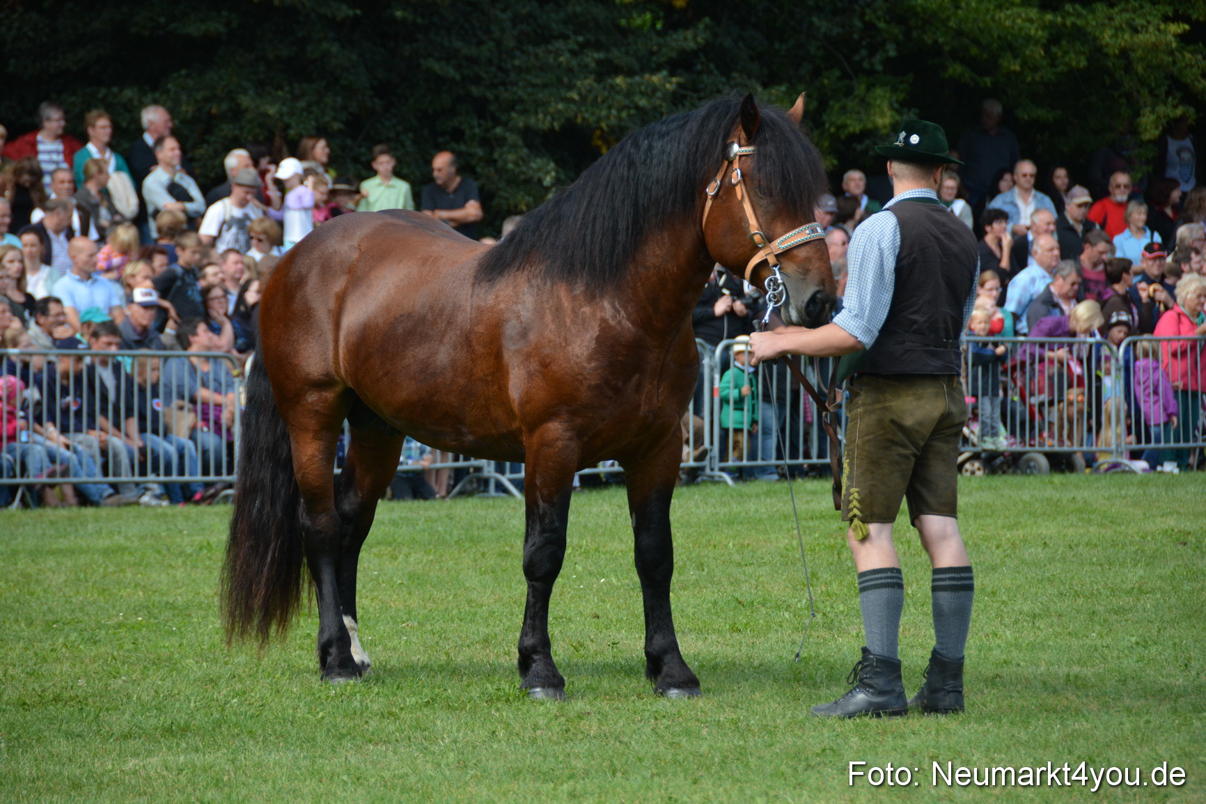 Pferde und Fohlenschau 2016 0221