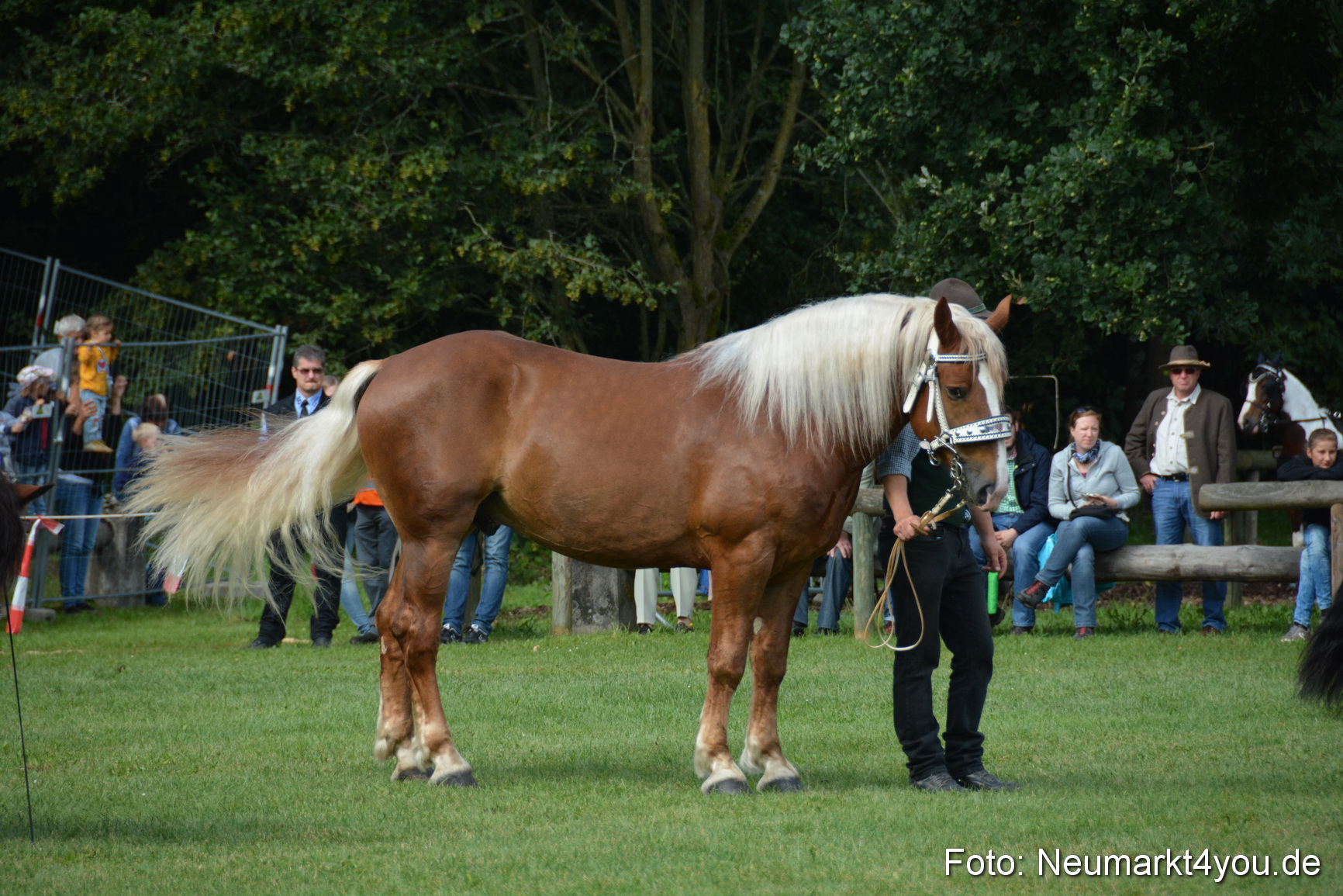 Pferde und Fohlenschau 2016 0222
