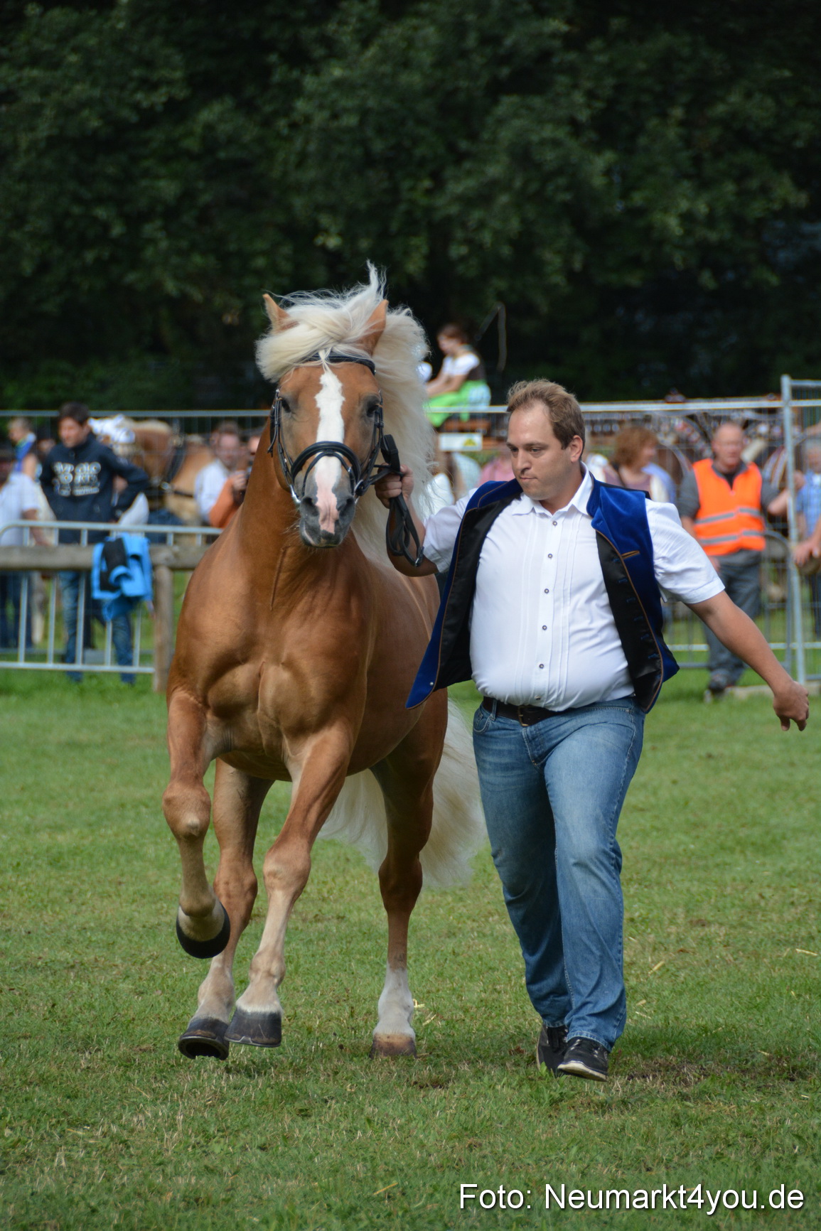 Pferde und Fohlenschau 2016 0223