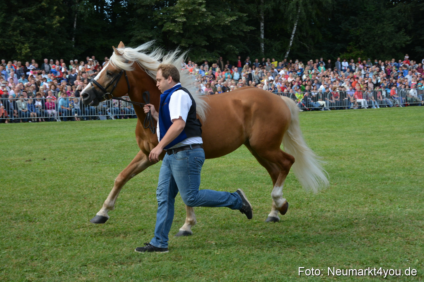 Pferde und Fohlenschau 2016 0224