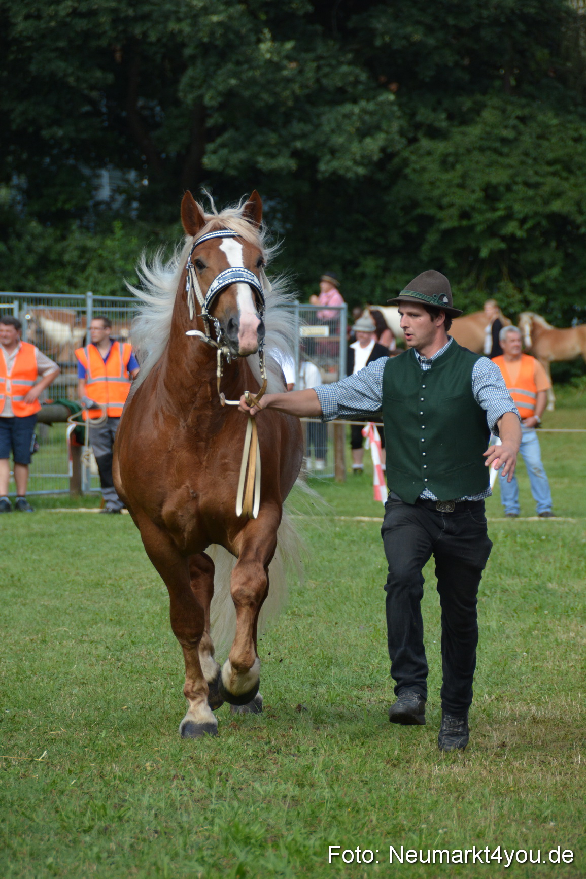 Pferde und Fohlenschau 2016 0225