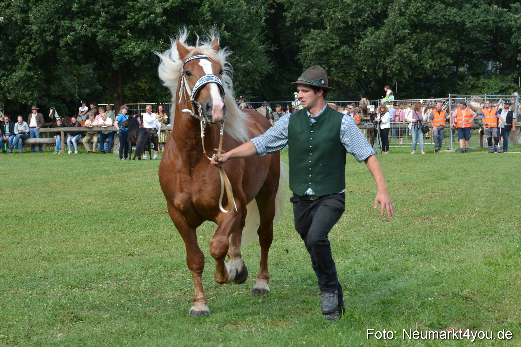 Pferde und Fohlenschau 2016 0226