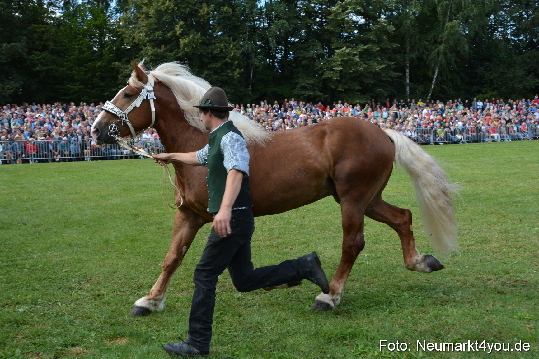 Pferde und Fohlenschau 2016 0227