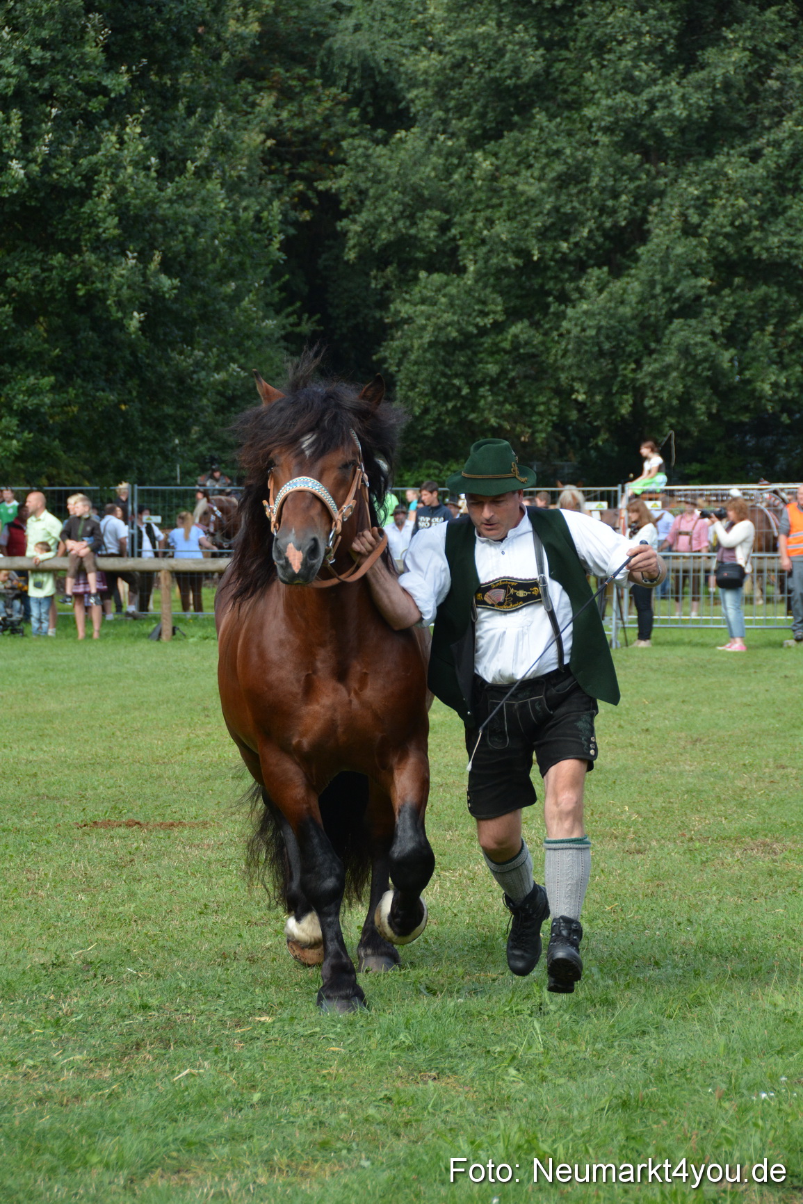 Pferde und Fohlenschau 2016 0228