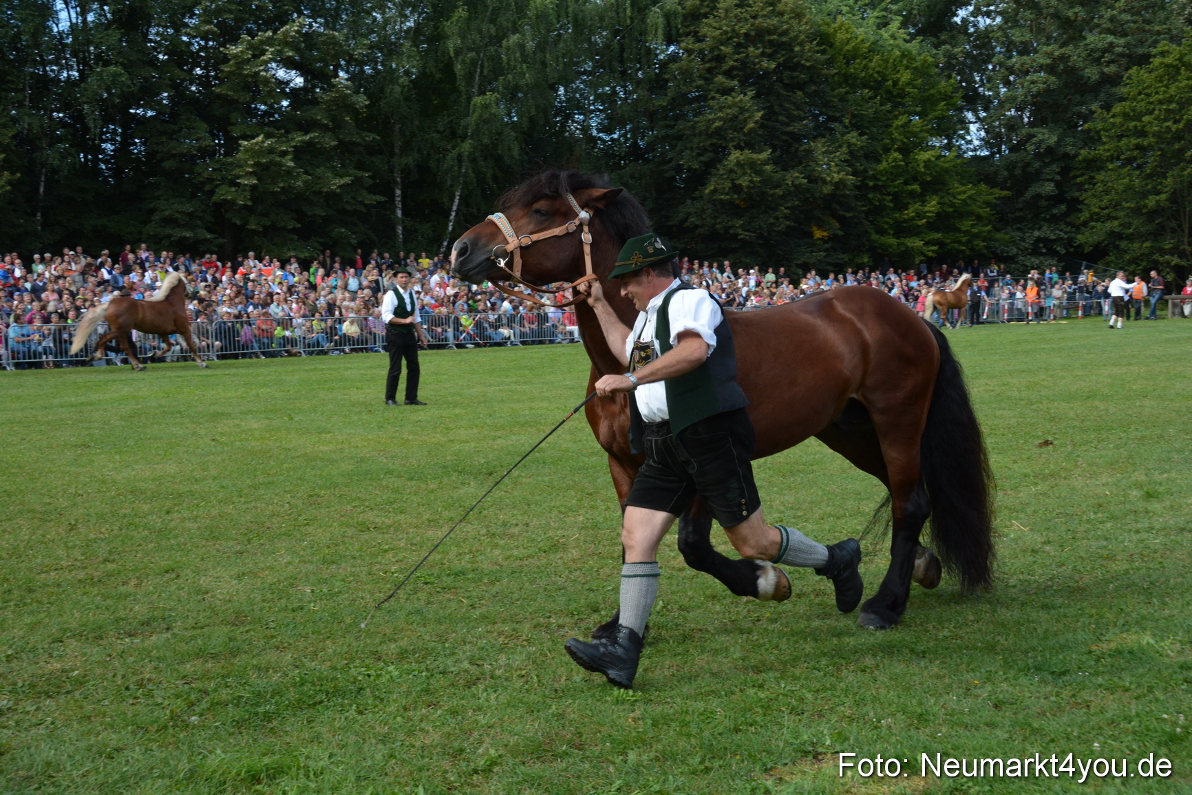 Pferde und Fohlenschau 2016 0229
