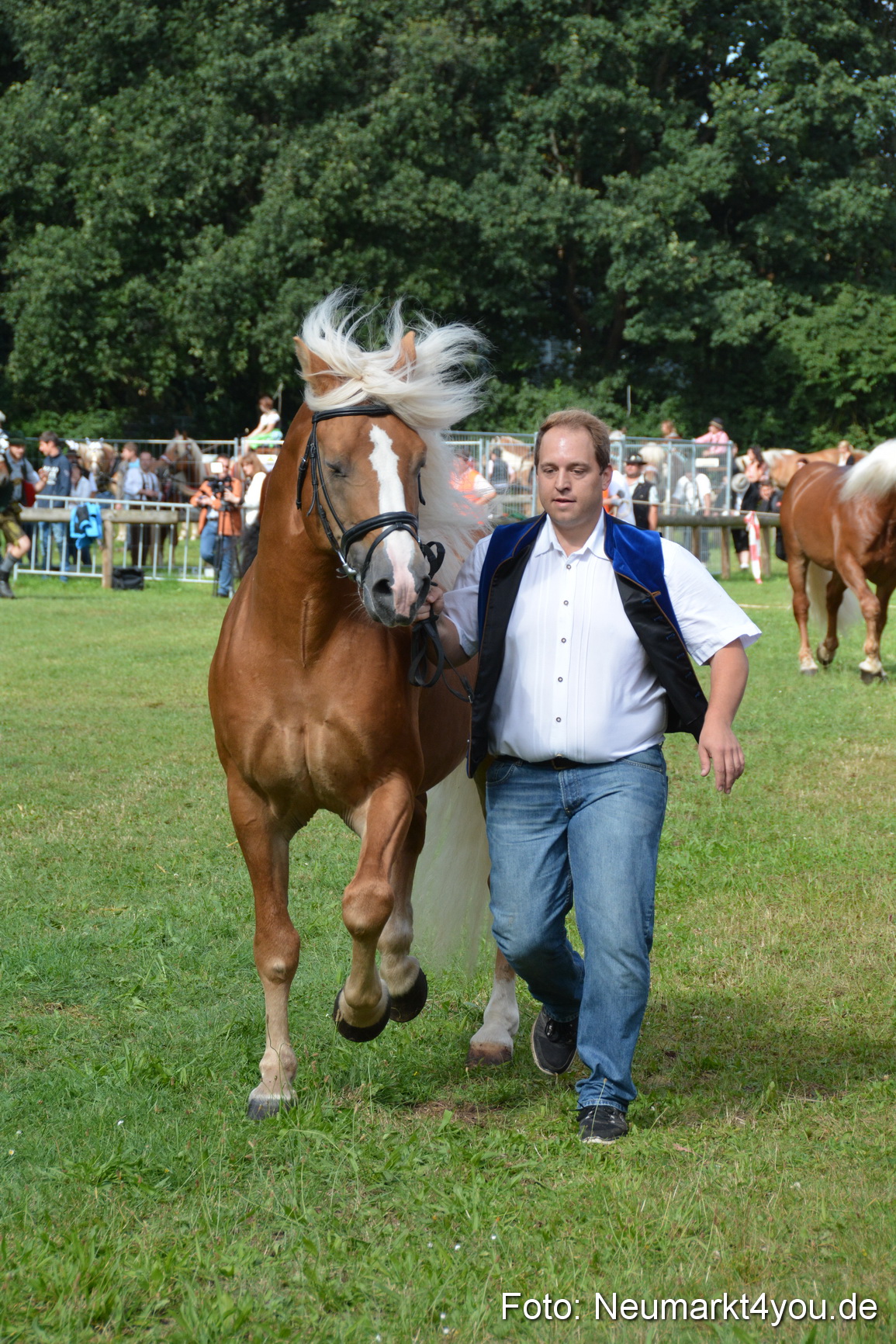 Pferde und Fohlenschau 2016 0230