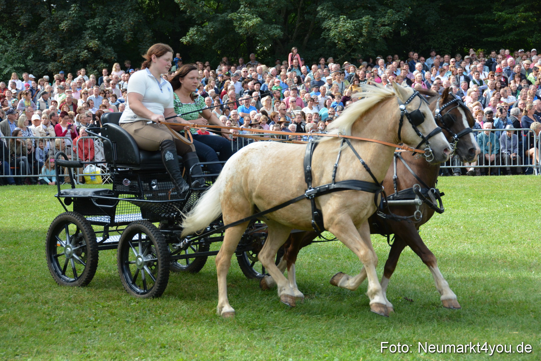 Pferde und Fohlenschau 2016 0235