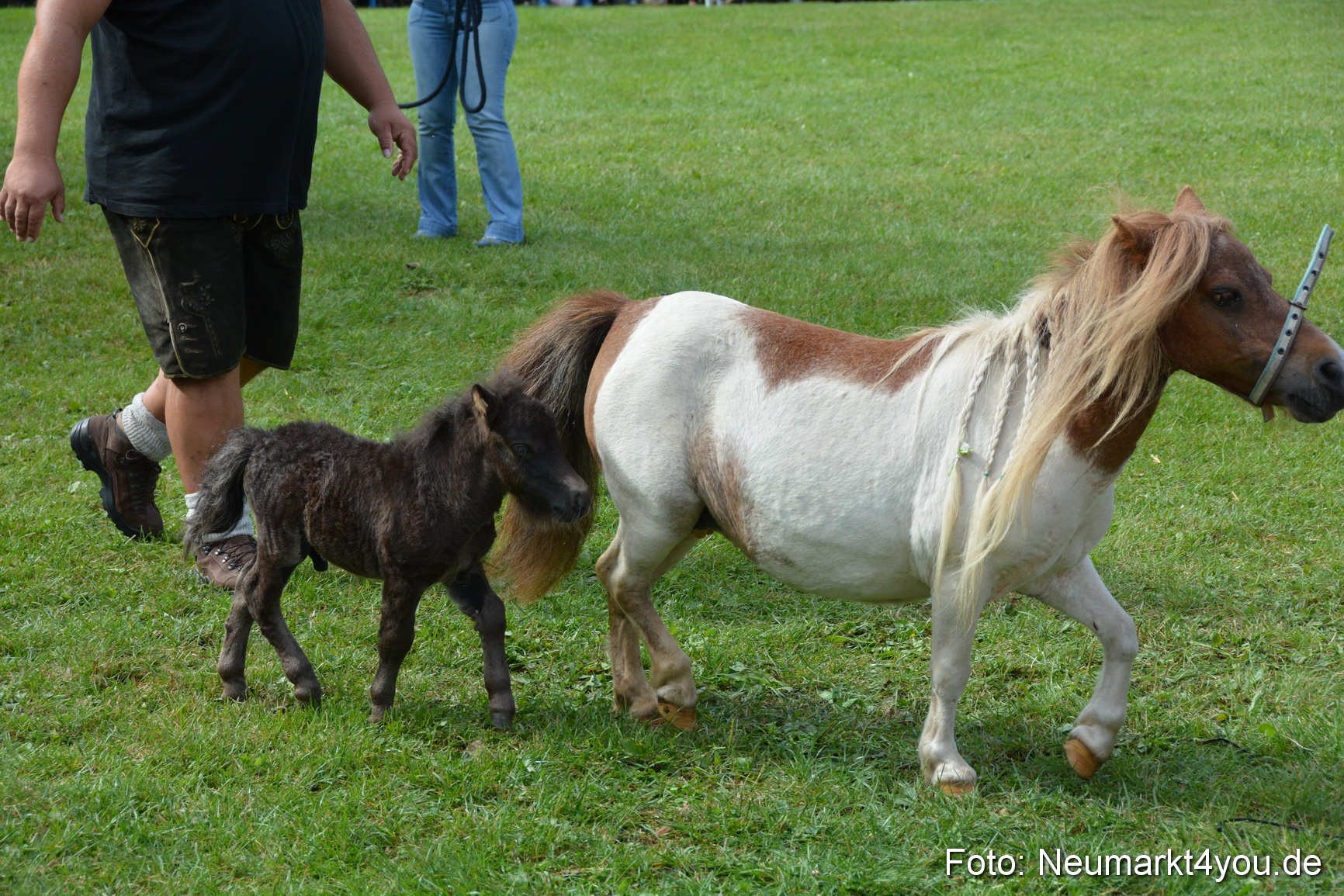 Pferde und Fohlenschau 2016 0243