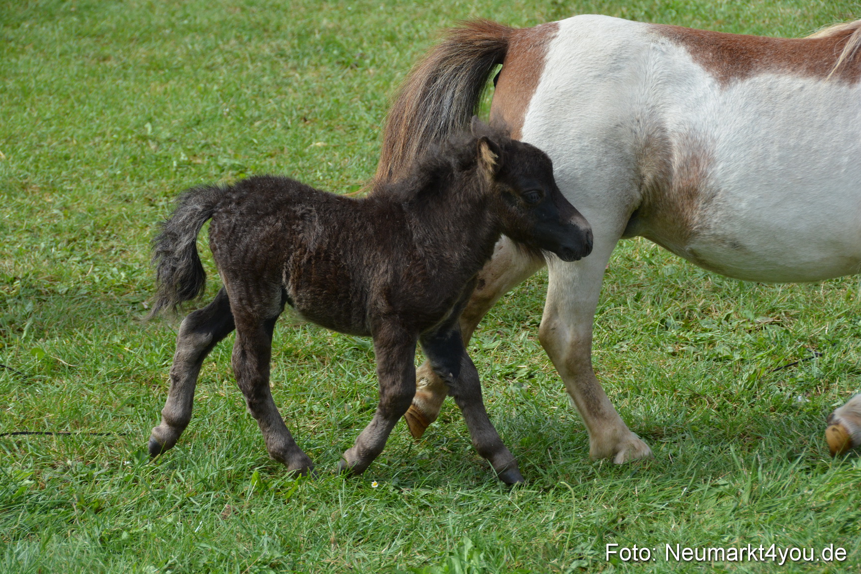Pferde und Fohlenschau 2016 0244